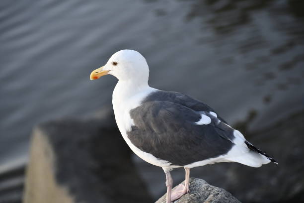 istock Selective focus shot of a seagull perched on a rock 1455541504
