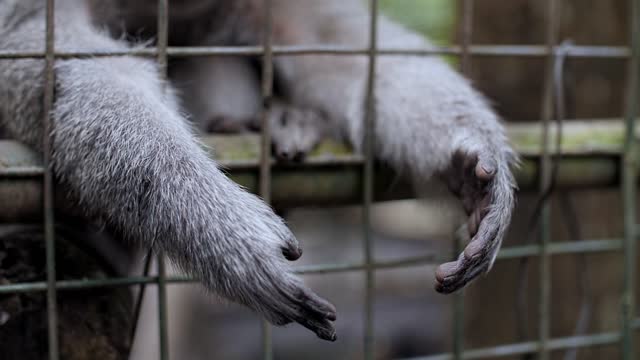 monkey's paw sitting in a cage