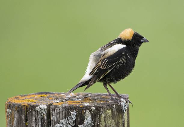 Close-up shot of a Bobolink perched on a trunk on a blurred background A close-up shot of a Bobolink perched on a trunk on a blurred background bobolink stock pictures, royalty-free photos & images