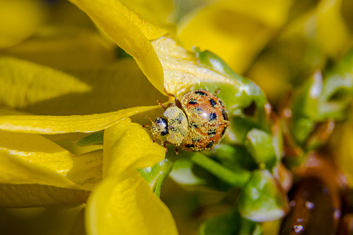 Psyllobora vigintiduopunctata 22-Spot Ladybird Beetle Insect. Digitally Enhanced Photograph.