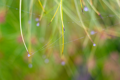 Plants in the morning with dew and many drops of moisture water bound by the web.