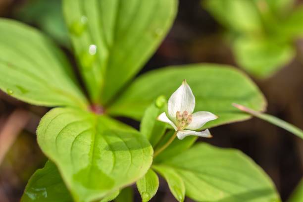 istock Closeup of a Cornus canadensis (Bunchberry dogwood) 1455548363