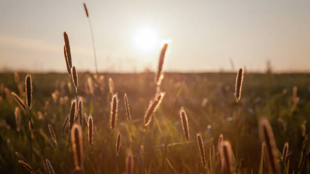 istock meadow in the sunset 1455548417