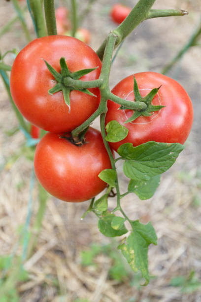 istock Red tomatoes grown in a garden 1455549072
