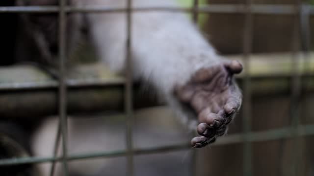 monkey in a cage, monkey hand close-up