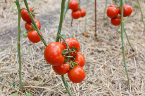 istock Red tomatoes grown in a garden 1455550185
