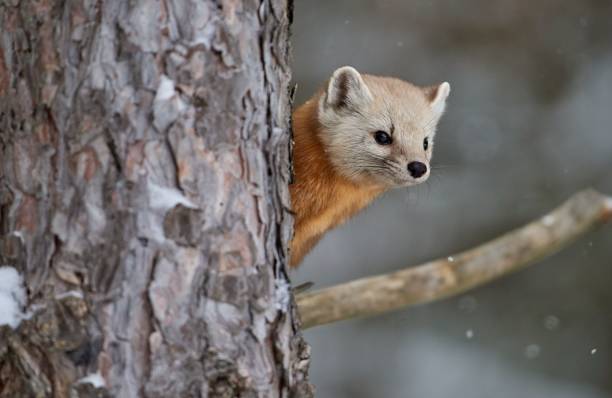 istock Close-up of a small marten on a tree 1455551300