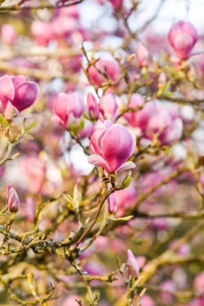flores de magnolia rosa florecientes, paisaje natural. - plant white magnolia tulip tree fotografías e imágenes de stock