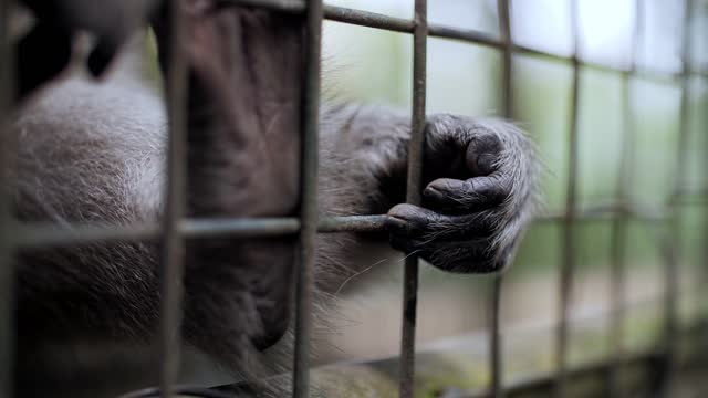 monkey's paw sitting in a cage