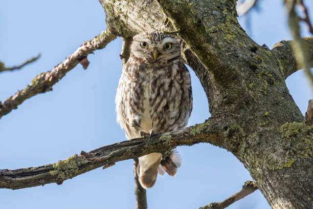 istock Little owl (Athene noctua) on a branch in a tree in the Netherlands 1455553261