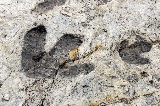 Fossilized dinosaur tracks at Dinosaur Ridge Park in Morrison, Colorado