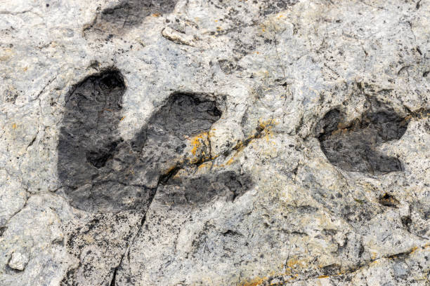 Fossilized dinosaur tracks Fossilized dinosaur tracks at Dinosaur Ridge Park in Morrison, Colorado morrison stock pictures, royalty-free photos & images