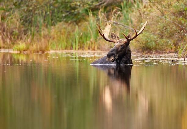A moose swimming in the water with antlers on its head