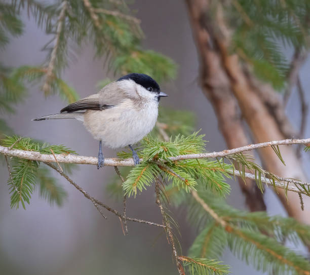 istock Closeup of a Willow tit on a tree 1455554838