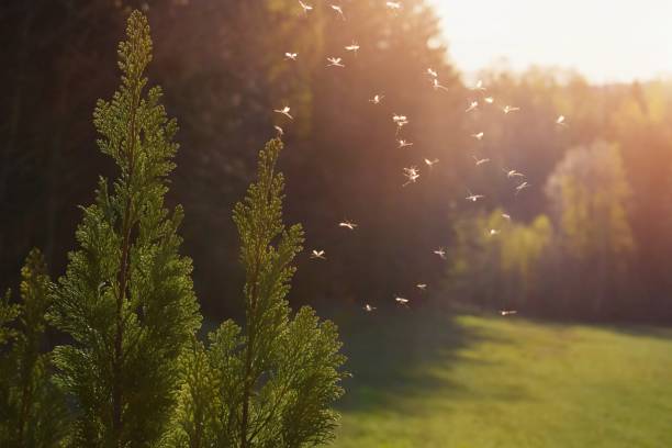 istock Mosquitos swarm flying within dusk 1455555845