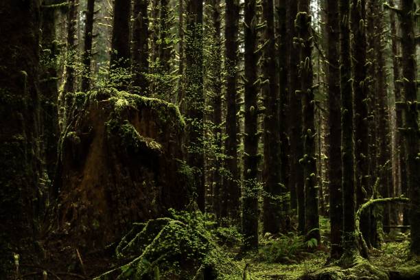 istock Landscape of forest trees and trunk covered by green moss 1455556975