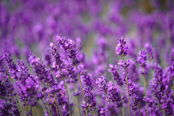 istock Purple flowers 1455557359