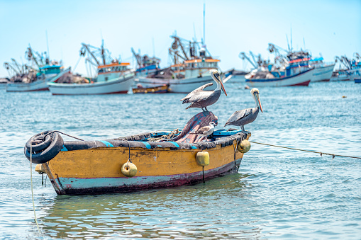 pelicans by the ocean shore on a fishing boat.