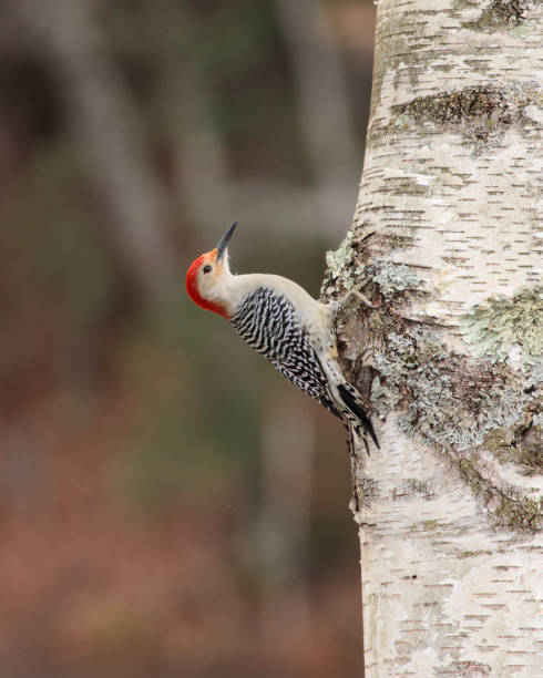 istock Vertical shot of a red-bellied woodpecker perched on a birch tree on a blurred background 1455558076