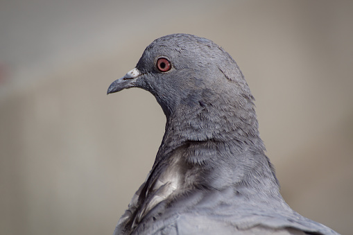 a close up of a bird during day
