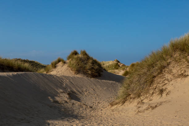 istock Marram grass growing on sand dunes with a blue sky overhead 1455559021