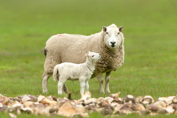 gros plan d’un jeune agneau regardant sa mère.  la brebis fait face à la caméra et se tient près d’une grande quantité de navets hachés.  arrière-plan propre. - wensleydale photos et images de collection