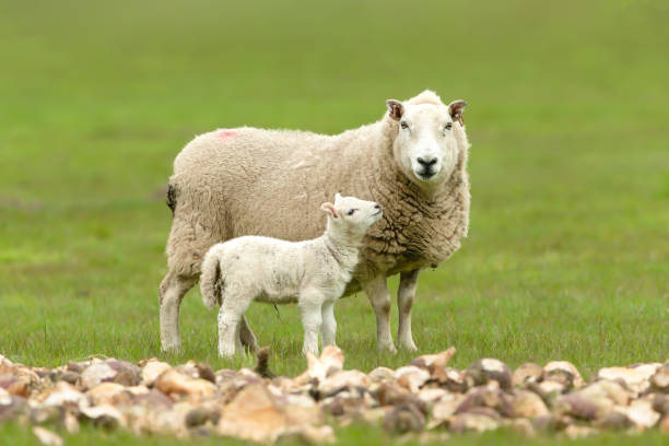 zbliżenie na młodą owieczkę patrzącą na matkę.  owca stoi twarzą do kamery i stoi w pobliżu dużego kanału posiekanej rzepy.  czyste tło. - swaledale zdjęcia i obrazy z banku zdjęć