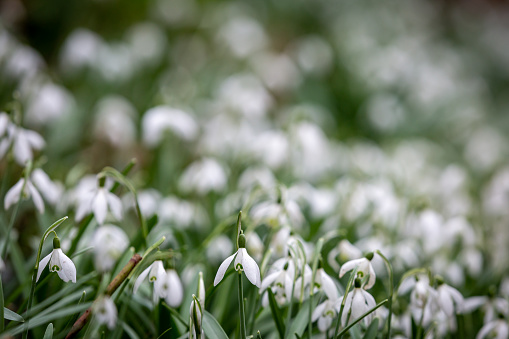 Snowdrops in the Sussex sunshine, with a shallow depth of field