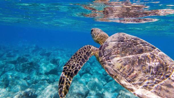 istock Green sea turtle swimming in the blue water 1455559183
