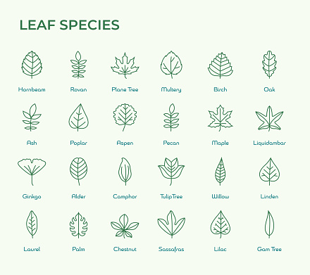 Leaf Species Icons such as Hornbeam, Maple, Oak, Palm, Lilac, Chestnut and so on. Editable Stroke Vector Line Icons. Pixel Perfect.