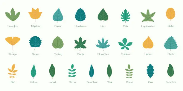 Vector illustration of Leaf Species Flat Icons