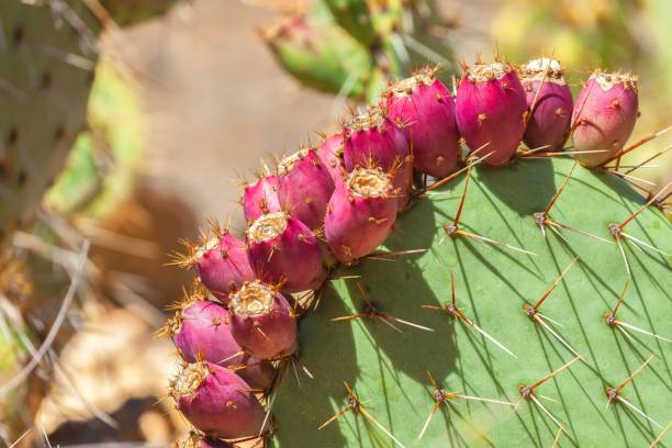 istock Shallow focus of Coastal prickly-pear (Opuntia littoralis) with blur background 1455559868