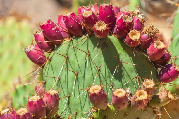 istock Shallow focus of Coastal prickly-pear (Opuntia littoralis) with blur background 1455559869