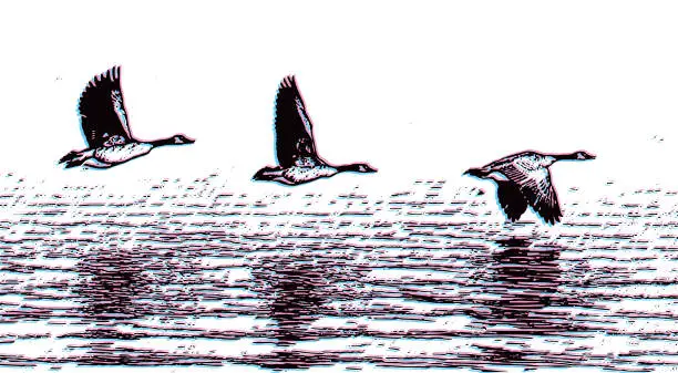 Vector illustration of Canada Geese Taking Off From Lake with Glitch Technique