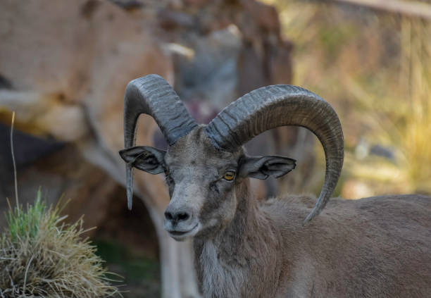 bighorn sheep or mountain sheep ram with big horns - north dakota imagens e fotografias de stock