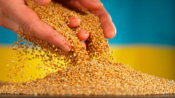 istock Falling of grain millet with Ukrainian flag in background 1455563195