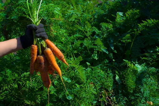 The farmer pulls out a juicy carrot in the garden. Organic farm products. High quality photo
