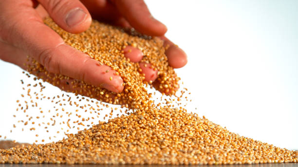 istock Falling of grain millet from hands 1455563577