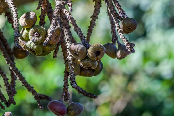 istock Elephant ear fig organic fruits on a fig tree 1455563740