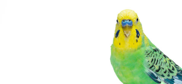 istock Cute green yellow budgie on white background 1455563920