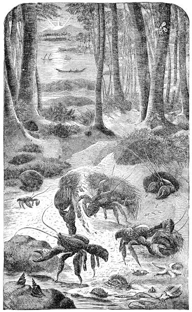 Coconut Crabs (Birgus Latro) in Malaysia - 19th Century Coconut Crabs (Birgus latro) in Malaysia. Vintage etching circa 19th century. coconut crab stock illustrations