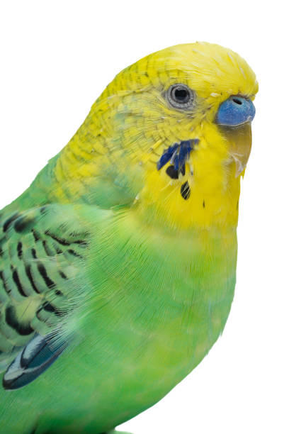 istock Cute green yellow budgie on white background 1455564219