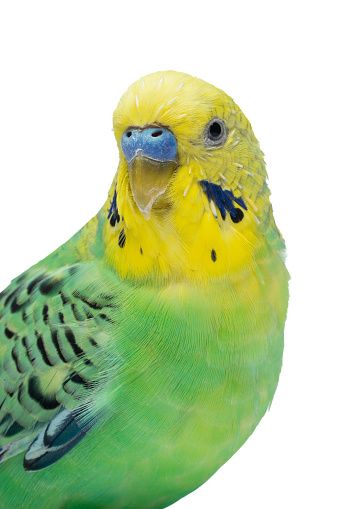 Blue and green parrot in birdcage looking content