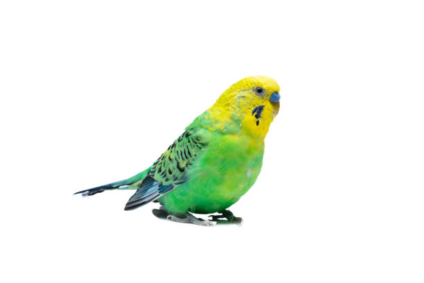 istock Cute green yellow budgie on white background 1455564483