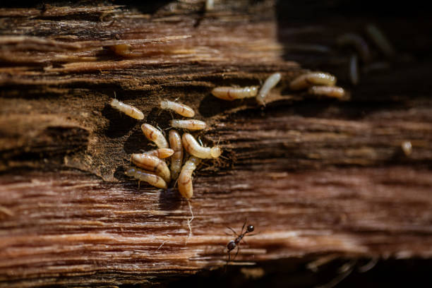 Termite destruction