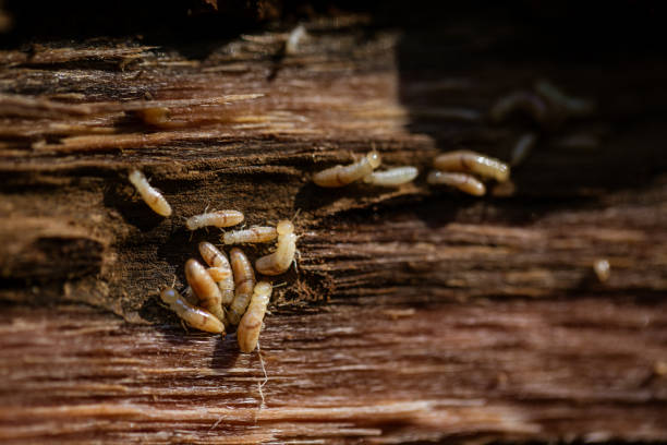 istock Termite nymphs carried by ants 1455565193