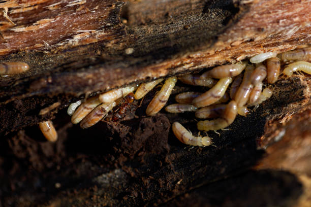istock Termite nymphs carried by ants 1455565240