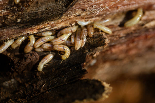istock Colony of termite nymphs 1455565244