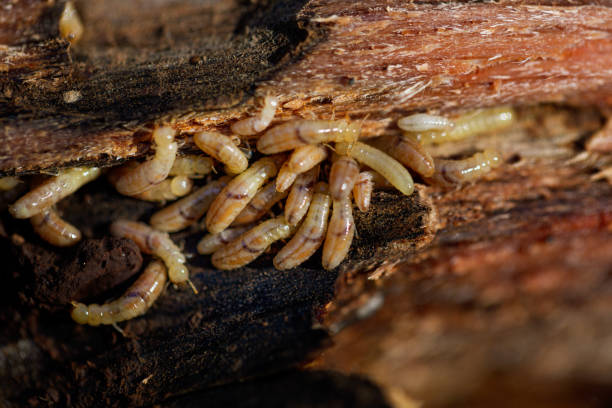 Colony of termite nymphs