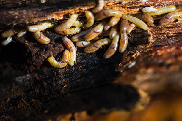 istock Colony of termite nymphs 1455565256